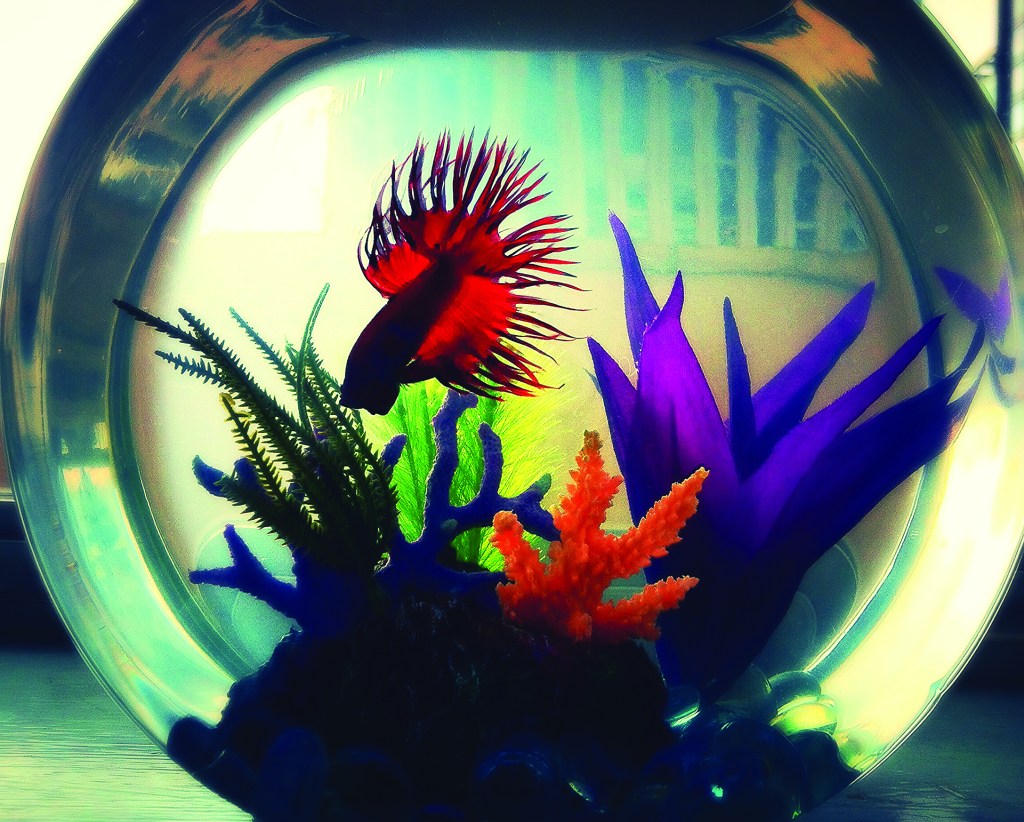 Sarah Wilson. Fish Bowl. Photography