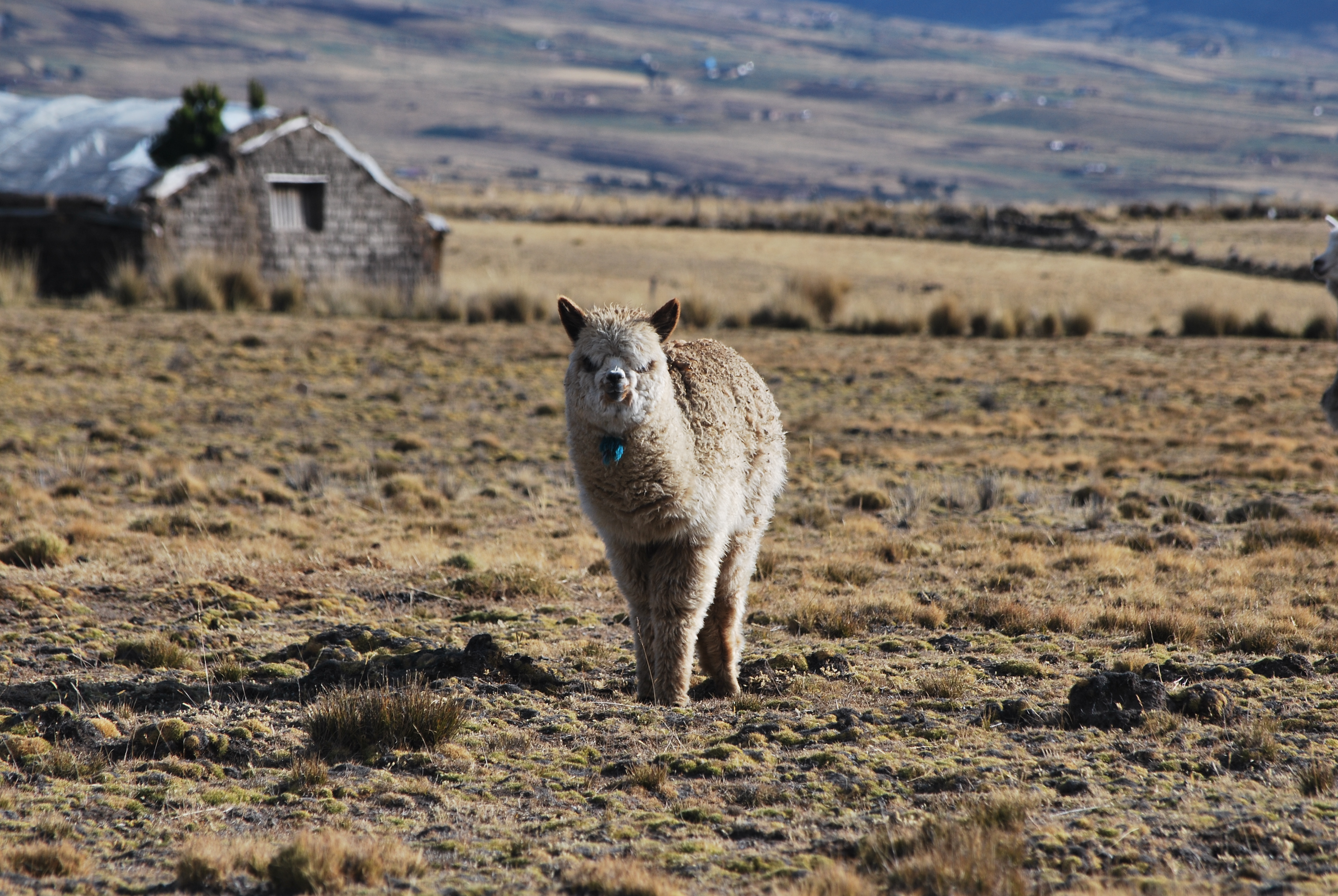 Wiggins-Victor's Alpaca