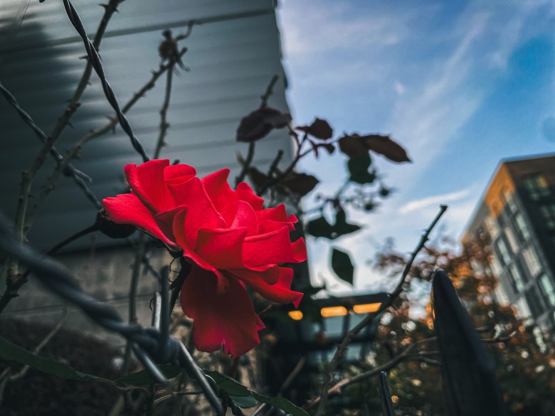 A red rose blooming next to barbed wire.