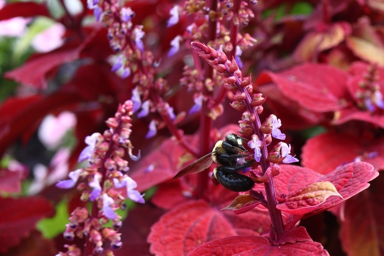 A carpenter bee sits on the stem of a red-leafed plant with purple flowers in the foreground. Many similar plants are visible in the background.